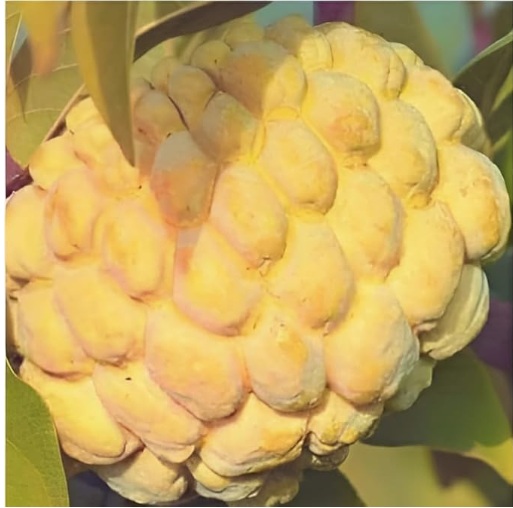Golden Custard Apple